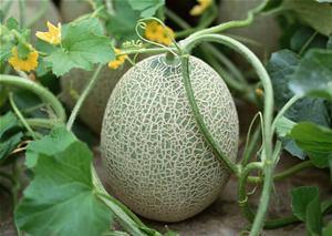 免费吃哈密瓜的视频,甜蜜瞬间尽收眼底